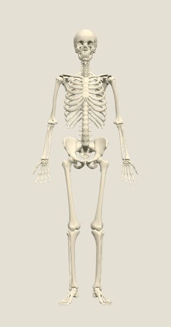 A human skeleton from the front, rendered from the interactive model